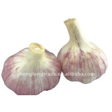 professional supply the 5.0 garlic low price high quality